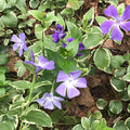 Variegated Vinca Periwinkle Starter Plants - 20 Bare Root Trailing Vines with Purple Blooms - Vinca minor