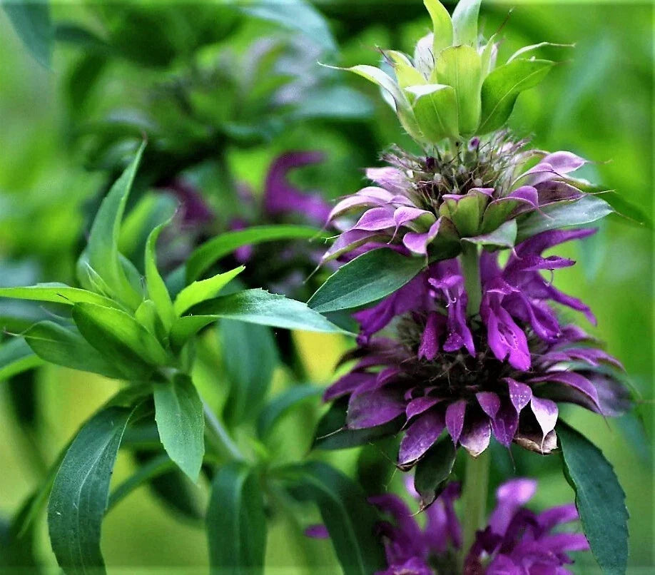 Purple Lemon Mint Bee Balm Seeds - Organic Monarda citriodora Herb Seeds for Pollinator Gardens & Culinary Use
