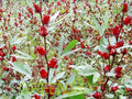 Jamaican Sorrel Seeds - 10 Pack, Hibiscus sabdariffa, Florida Cranberry, Indian Roselle, Edible Calyxes, Tropical Plant