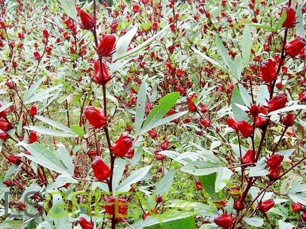 Jamaican Sorrel Seeds - 10 Pack, Hibiscus sabdariffa, Florida Cranberry, Indian Roselle, Edible Calyxes, Tropical Plant