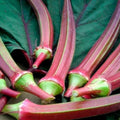Red Burgundy Okra Seeds - Heirloom Non-GMO Abelmoschus esculentus, 50+ Seeds for Home Garden, Vibrant Red Pods, Easy to Grow
