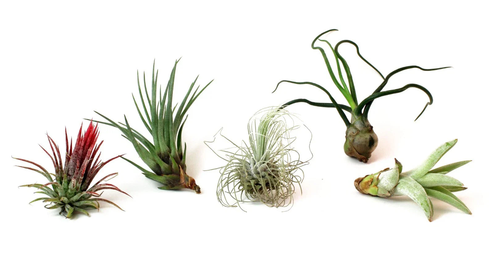 5 Pack Assorted Live Tillandsia Air Plants - Exotic Low Maintenance Indoor Plants for Home Decor & Terrariums
