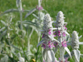 Lamb's Ears Seeds, Perennial Ground Cover, Stachys byzantina, Easy to Grow, Sun Plant, 30 Seeds Pack