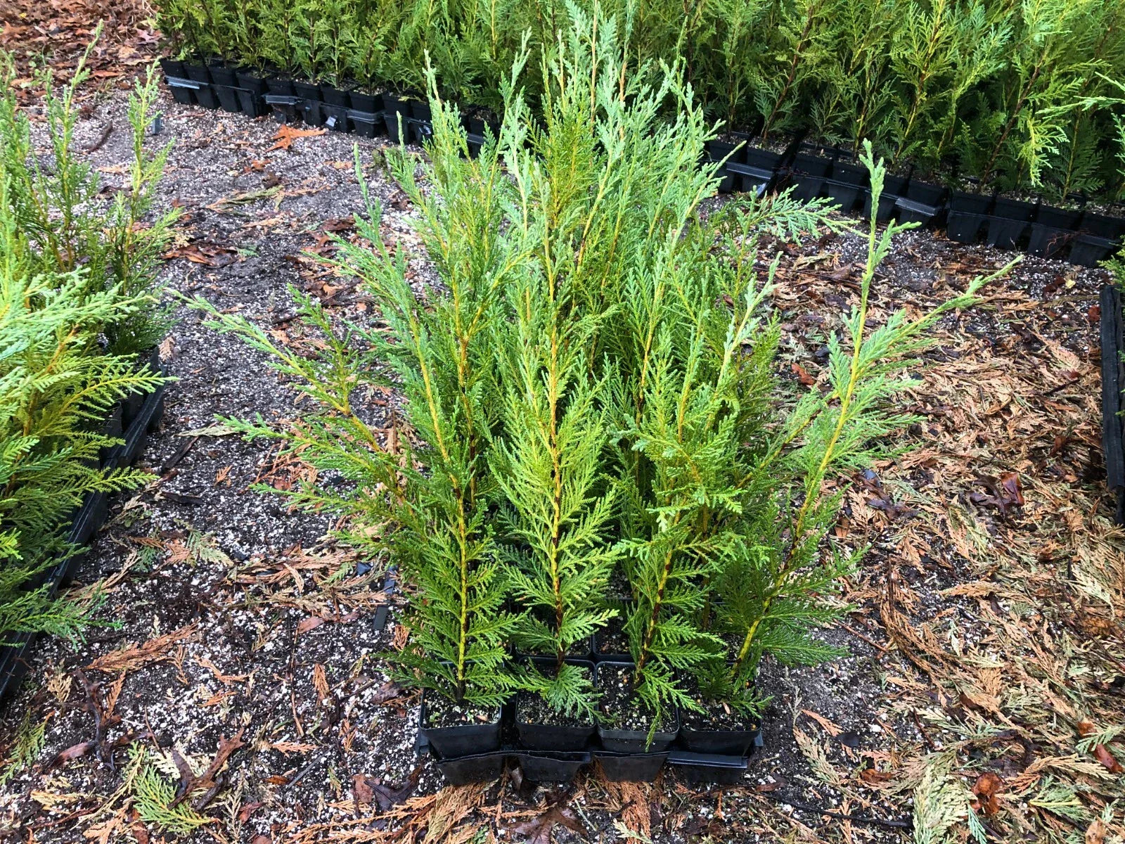 Leyland Cypress Seedlings 12-18" Evergreen Trees, Cupressocyparis leylandii, Fast-Growing Privacy Screen, Box of 50 Plants
