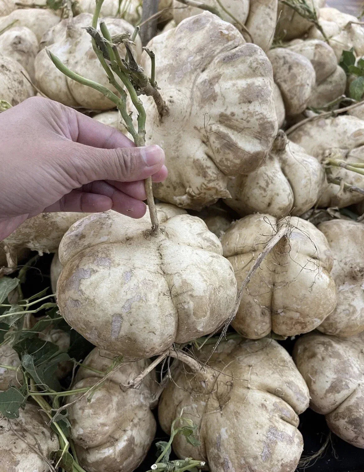 Jicama Seeds for Planting - Non-GMO Pachyrhizus erosus - 200+ Seeds for Home Garden, Container, Raised Bed Cultivation