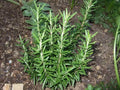 Rosemary Seeds - Fresh Herb Seeds for Planting - Rosmarinus officinalis - Culinary, Aromatic, Non-GMO, Easy to Grow