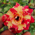 Cinderella Desert Rose Adenium Obesum Small Rooted Seedling Plant 4-6 Inches
