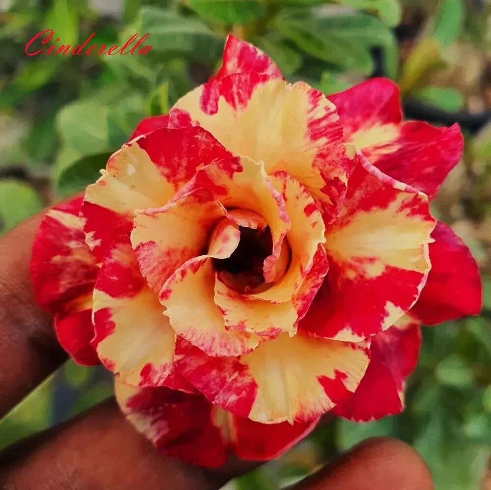 Cinderella Desert Rose Adenium Obesum Small Rooted Seedling Plant 4-6 Inches