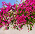 Live Barbara Karst Bougainvillea Plants – 4–6 Inches Tall, Soil-Wrapped Roots, Bougainvillea glabra, Climbing, Drought-Tolerant
