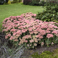 Sedum Autumn Joy Bare Root Live Plants – 3 Low Maintenance Succulents for Rock Gardens & Borders