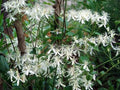 Sweet Autumn Clematis Cuttings - 10 Fragrant Vines - Terniflora Clematis - Deciduous Climbing Vine for Fences & Arbors