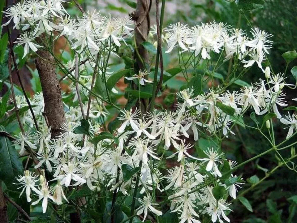 Sweet Autumn Clematis Cuttings - 10 Fragrant Vines - Terniflora Clematis - Deciduous Climbing Vine for Fences & Arbors