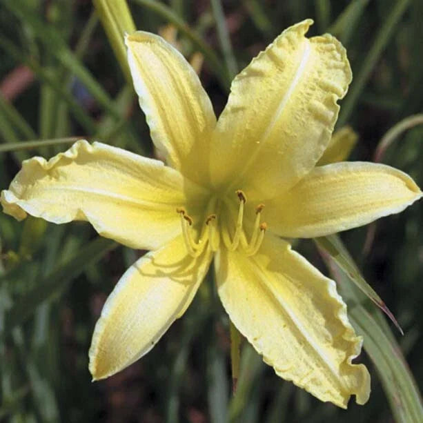 Daylily Bare Root Plants 40 Pack 'Hyperion' Hemerocallis Hybrid Perennial Garden Flowers