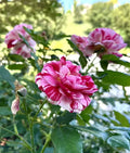 Henri Matisse Rose Cuttings - 5 Fragrant Rose Bushes for Planting - Rosa 'Henri Matisse' Garden Flowers