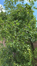 Jujube Tree Cuttings - 5pcs Organic Ziziphus jujuba for Home Orchard Propagation