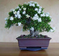 White Jasmine Bonsai Tree Seeds - Jasminum polyanthum - Fragrant White Flowers - Indoor & Outdoor Cultivation