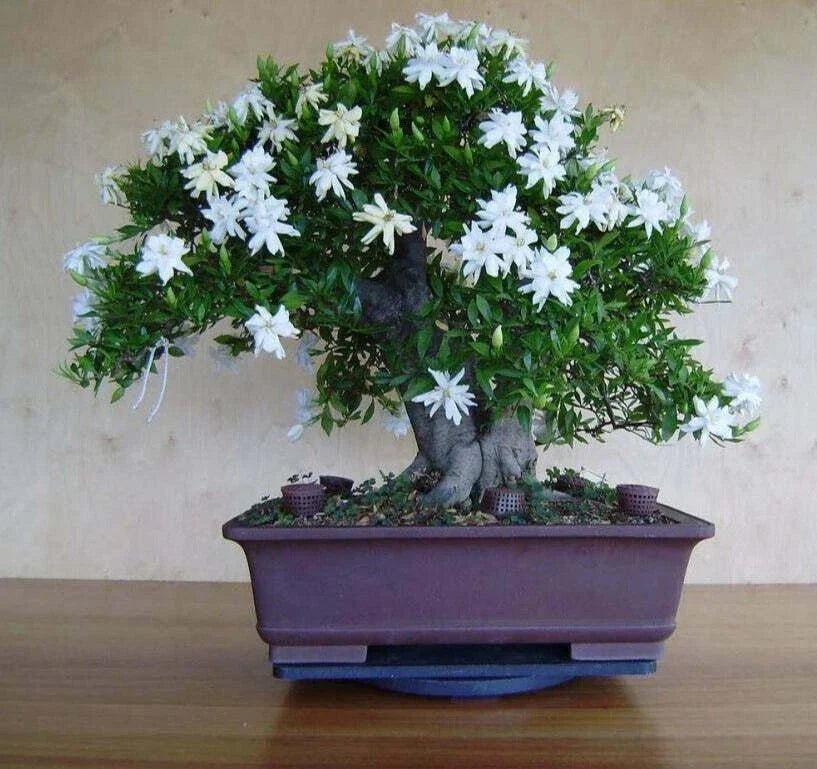 White Jasmine Bonsai Tree Seeds - Jasminum polyanthum - Fragrant White Flowers - Indoor & Outdoor Cultivation