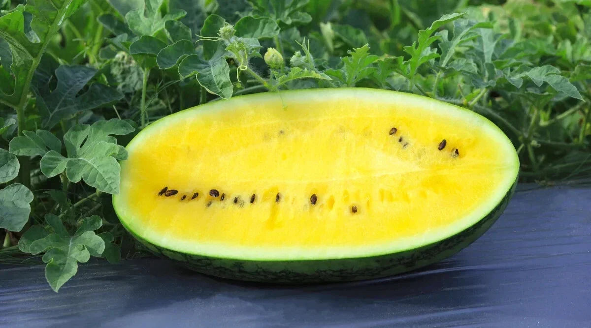Mountain Sweet Yellow Watermelon Seeds – 50+ Non-GMO Citrullus lanatus Pack for Home Gardening