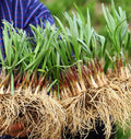 Live Chinese Chives Roots - Allium tuberosum - Ready to Plant Culinary Herb