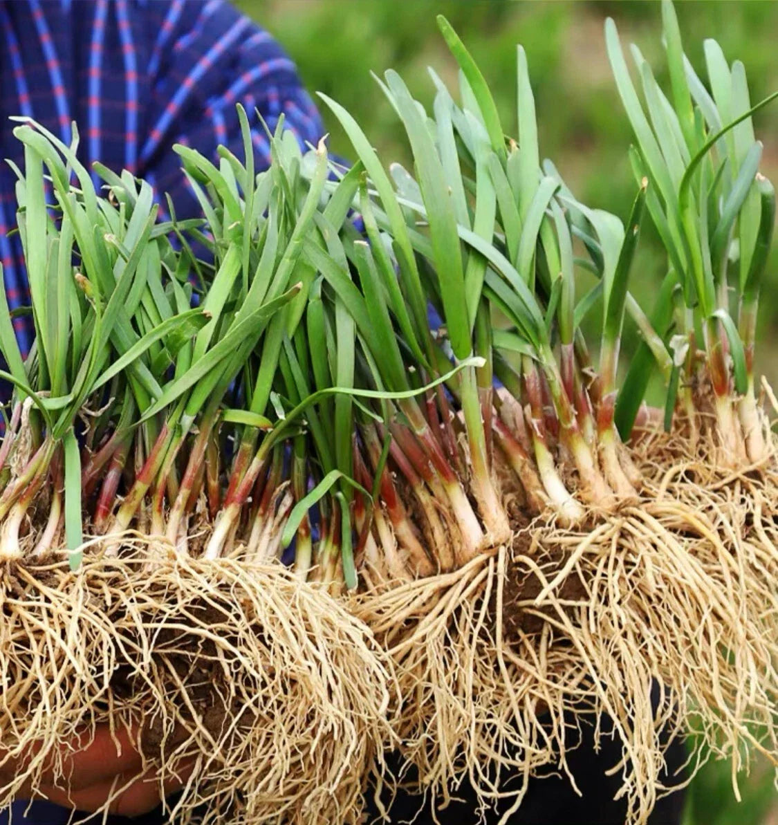 Live Chinese Chives Roots - Allium tuberosum - Ready to Plant Culinary Herb