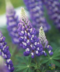 Jupiter Lupine Seeds Pack of 25+ - Vibrant Blue & Purple Flowers - Lupinus polyphyllus - Perennial Garden Planting, Free USA Shipping