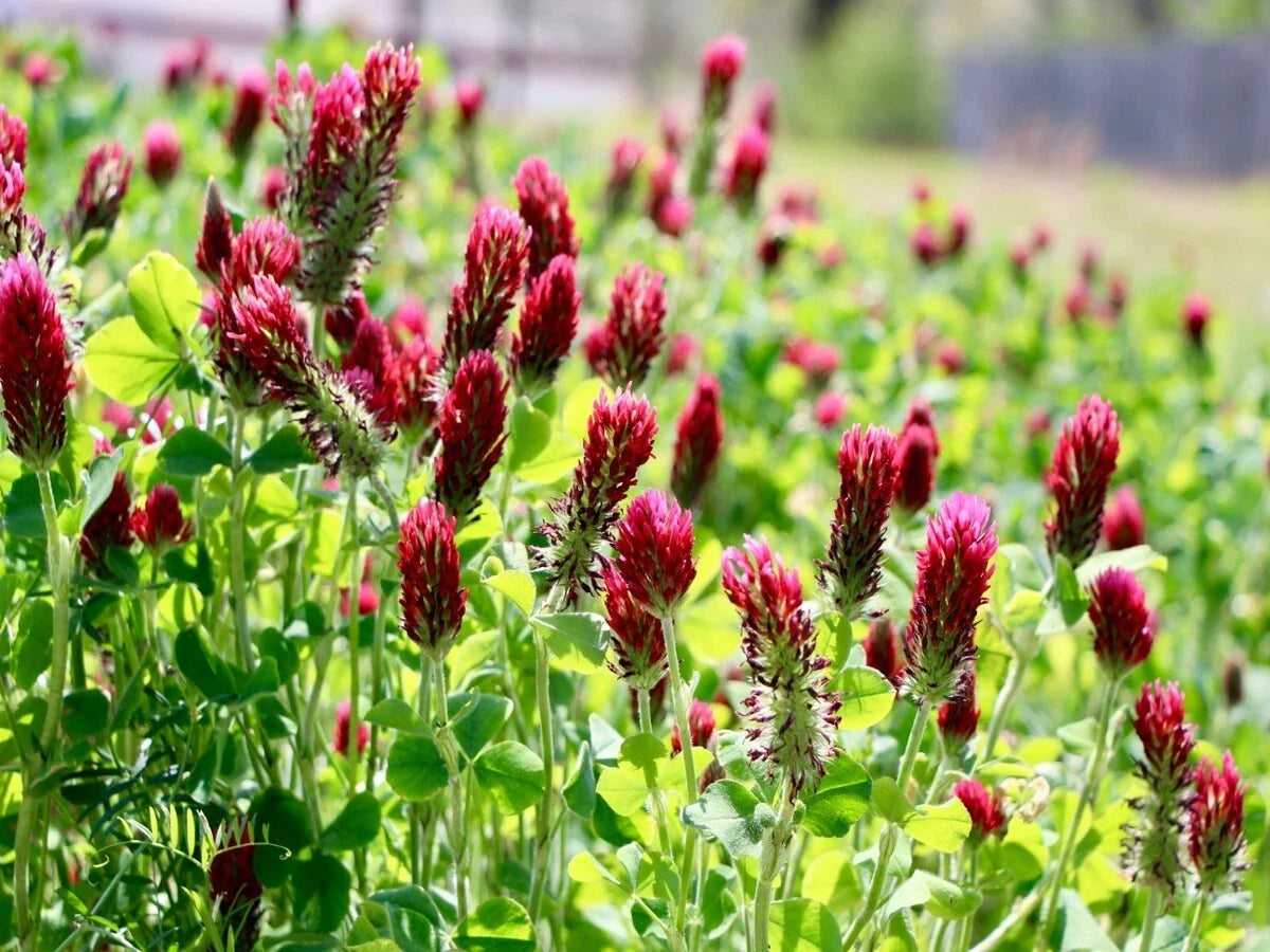 Crimson Red Clover Seeds, Non-GMO, Pollinator-Friendly Cover Crop, Trifolium incarnatum, 1200+ Seeds for Soil Health & Attracting Bees