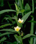 Arrowleaf Sida Seeds - Organic Heirloom Herb - 50+ Seeds - Sida rhombifolia - Medicinal and Ornamental Plant