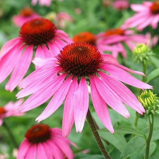 Purple Coneflower Seeds - Echinacea purpurea - Perennial Pollinator Attracting Flowers - 200 Non-GMO Seeds for Garden & Cut Flowers