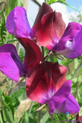 Matucana Sweet Pea Seeds - 50 Pack, Fragrant Climbing Flowers, Lathyrus odoratus, Garden Planting, USA Grown