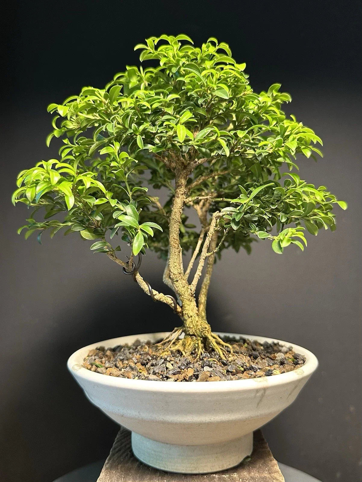 Mame Bonsai Tree 9 Inches Kingsville Boxwood Buxus microphylla in Glazed Drilled American Tea Pot