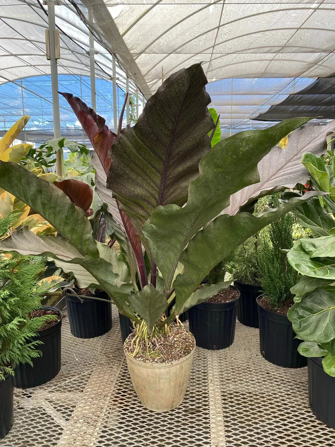 Anthurium Big Red Bird Starter Plant - Small Well-Rooted Anthurium sect. Pachyneurium Indoor Plant