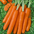 Scarlet Nantes Carrot Seeds - Heirloom, Non-GMO, Sweet Orange, Daucus carota, for Home Gardening & Container Planting