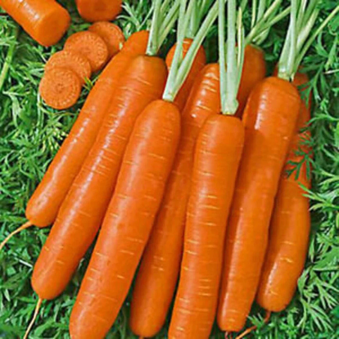 Scarlet Nantes Carrot Seeds - Heirloom, Non-GMO, Sweet Orange, Daucus carota, for Home Gardening & Container Planting