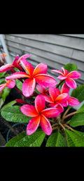 Kaneohe Sunburst Plumeria Cutting - Rare Rainbow Pink Yellow Flowering Plant - Plumeria rubra for Tropical Garden or Potted Plant