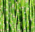 Dwarf Bamboo Plant Cuttings - Equisetum Horsetail Water Plant for Aquatic Gardens, Indoor & Outdoor Decor