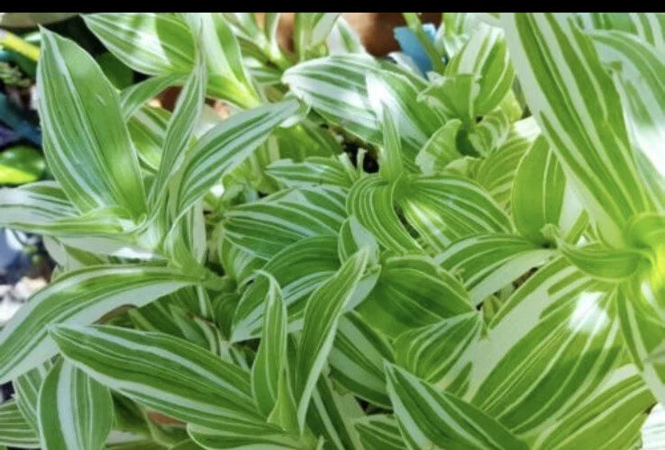 Tradescantia albiflora Cuttings - 5 Pieces Wandering Jew Plant for Propagation & Indoor Gardening