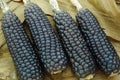 Hopi Blue Corn Seeds - Organic Heirloom Non-GMO Zea mays Blue Corn Seeds for Gardening & Cooking