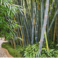 50 Bamboo Seeds Tropical Blue Clumping Privacy Plant for Garden Landscaping Bambusa vulgaris