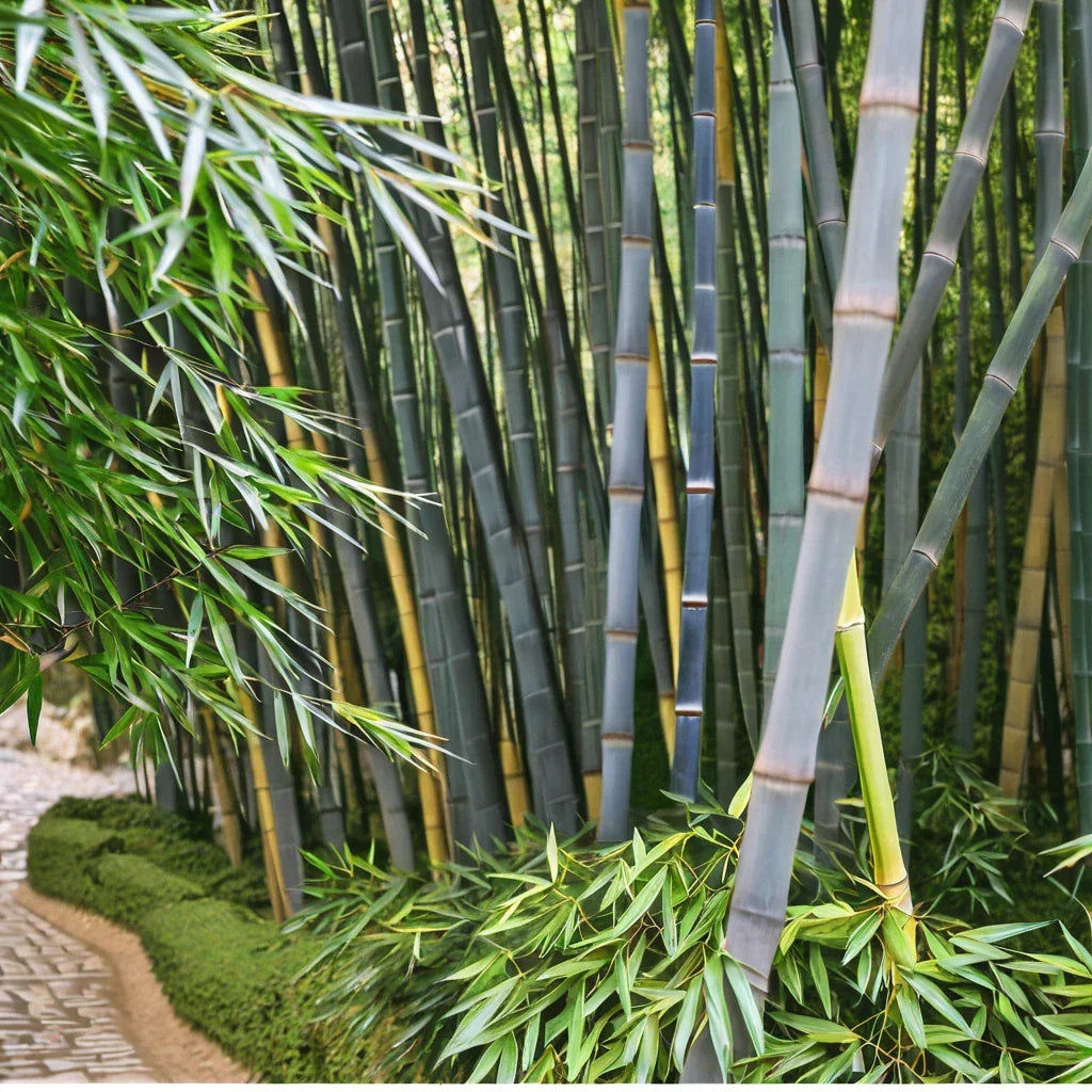 50 Bamboo Seeds Tropical Blue Clumping Privacy Plant for Garden Landscaping Bambusa vulgaris