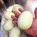 Dragon Eggs Seeds - 30 White Cucumbers, Heirloom Variety, Cucumis sativus, Unique Oval-Shaped, Home Garden, Compact, Easy to Grow