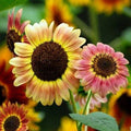 Autumn Beauty Sunflower Seeds - 50+ Mix for Bees, Garden Display, Helianthus annuus, Attract Pollinators, Non-GMO, USA Grown