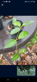 Hoya Carnosa Plant - 4" Pot, Pink Fragrant Flowers, Splashed Leaves, Indoor Vining Houseplant