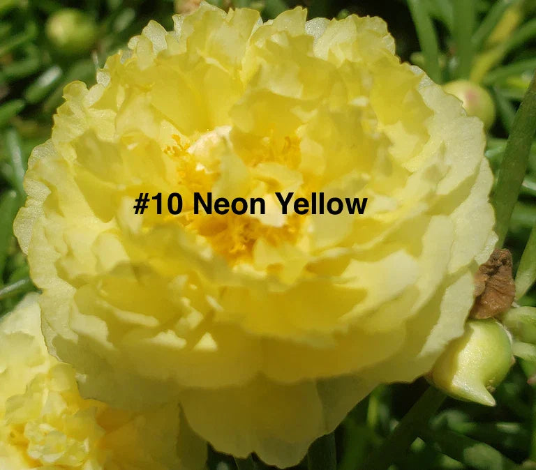 Moss Rose Cuttings Neon Yellow - 10 Unrooted Portulaca Grandiflora