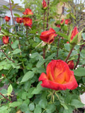 Large Yellow-Orange Rose Plants - 5 Stems for Planting - Rosa spp. - Vibrant Garden Flowers