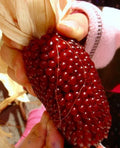 Organic Strawberry Ruby Corn Seeds – Heirloom Zea mays Popcorn, Sweet & Vibrant, 120+ Seeds for Home Gardens