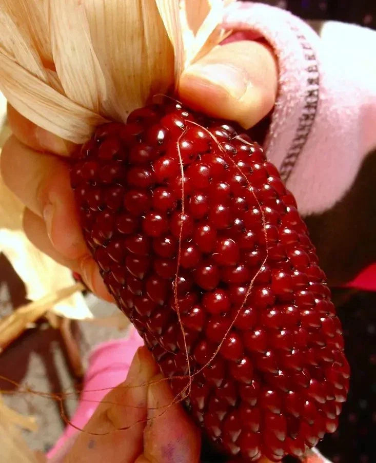 Organic Strawberry Ruby Corn Seeds – Heirloom Zea mays Popcorn, Sweet & Vibrant, 120+ Seeds for Home Gardens