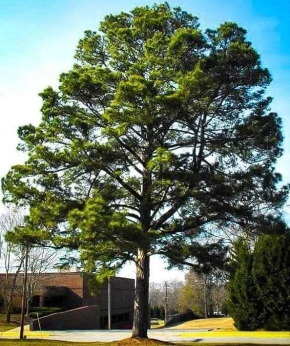 Loblolly Pine Tree Seedlings - 1-2 Feet, Fast-Growing Evergreen, Pinus taeda, Reforestation & Landscaping