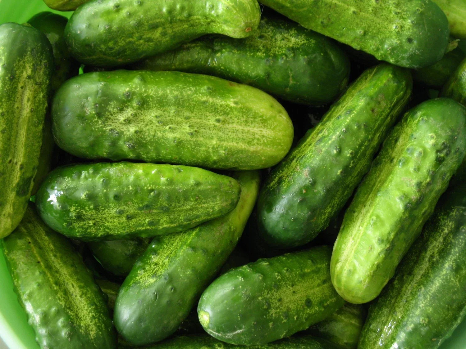 Homemade Pickles Cucumber Seeds - NON-GMO Heirloom, Cucumis sativus, for Pickling, Multiple Sizes, Full Sun, High Yield