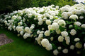 Hydrangea arborescens Annabelle Cuttings – 4 Rooted Plants, Large White Blooms, Deciduous Shrub, Garden, Landscape, Pollinator-Friendly