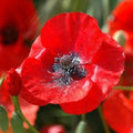 Red Corn Poppy Seeds - Flanders Field Wildflower Heirloom - Non-GMO Papaver rhoeas - 1500 Seeds